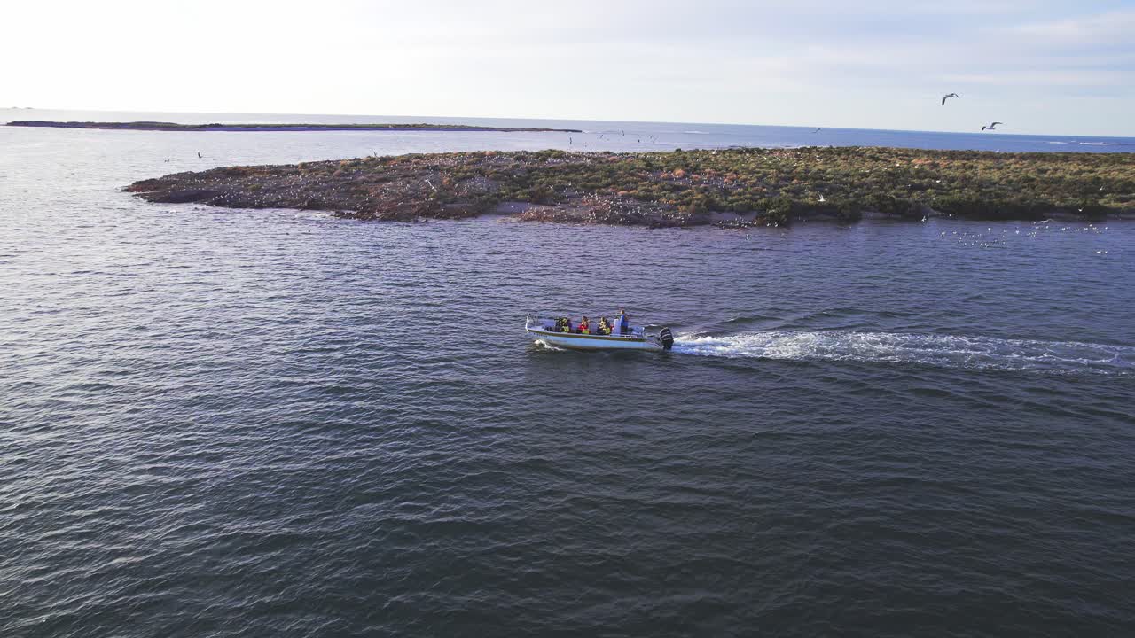 un barco motorizado que transporta turistas pasa por una gran isla llena de colonias de gaviotas y otras aves marinas en bahía bustamante.