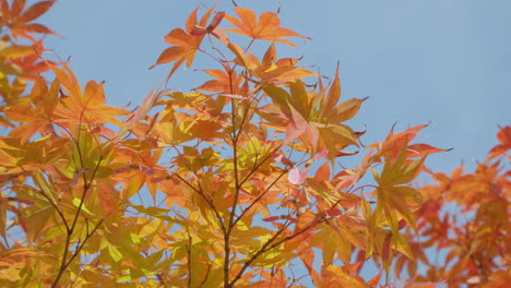 La-Luz-Del-Sol-A-Través-Del-Follaje-Dorado-De-Otoño-De-Los-Arces-Japoneses-En-Corea-Del-Sur