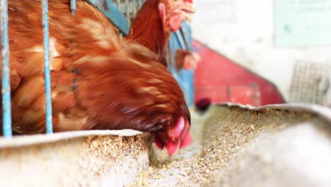 chickens eating food in a cage