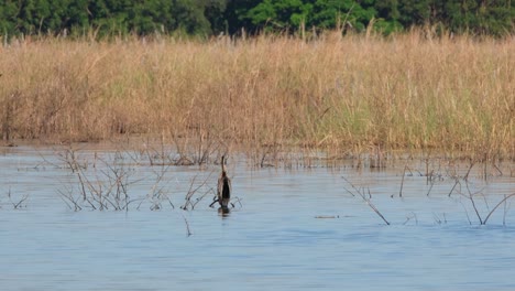 Perched-on-a-branch-just-above-the-water-at-a-lake-looking-around-while-other-birds-flyby,-Oriental-Darter-also-known-as-snakebirds-Anhinga,-Thailand