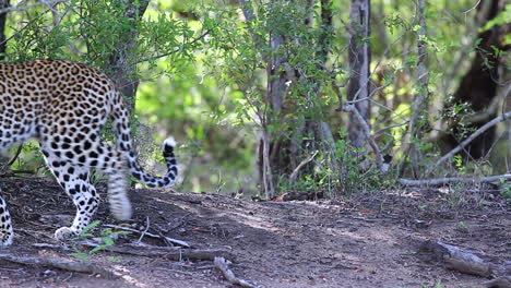 un leopardo descansando se levanta y sale del marco en una reserva de vida silvestre africana