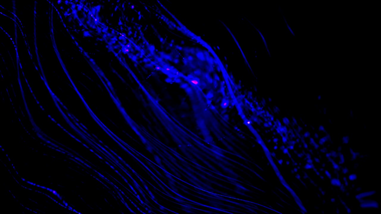 fondo de ondas abstractas.