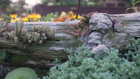 Flat-topped-Aeonium-at-Gardens-by-the-Bay-in-Singapore