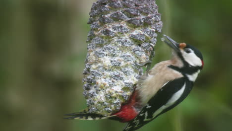 un pájaro carpintero manchado alimentándose en el jardín con un cono de pino grasiento