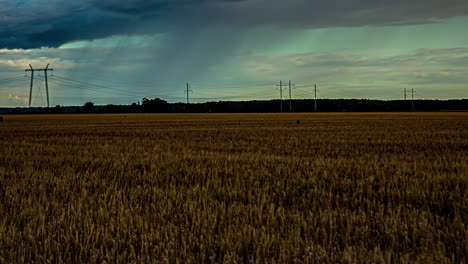 Radiant-fields,-timelapse-of-a-flourishing-wheat-farm