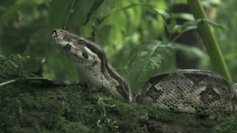 Pista-Izquierda-Para-Revelar-La-Serpiente-De-Una-Rama---Versión-De-10-Segundos-1080p