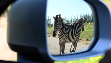 zebra-in-a-rear-mirror-of-a-car,-car-adventure-in-a-french-zoo,-safari