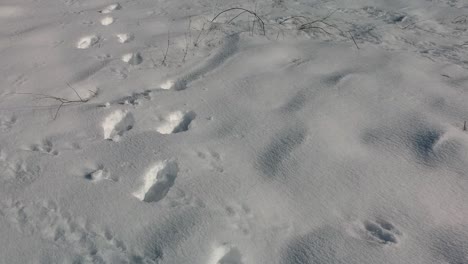 a close up shot following a trace of footprints in the snow, with another animal footprints too