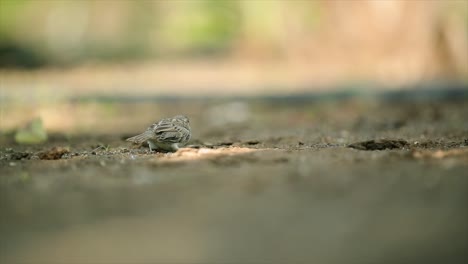 the sparrow eats bread on the ground