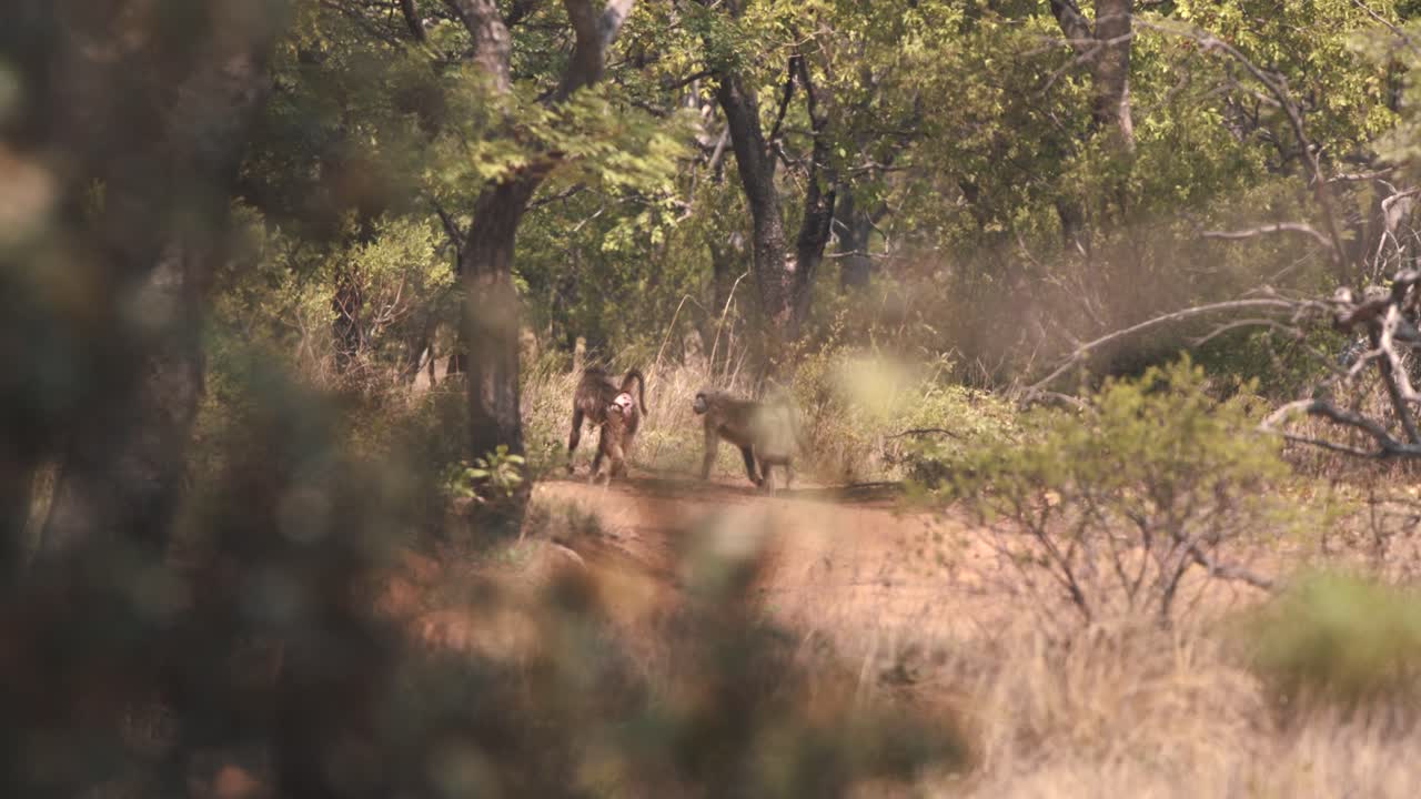 gruppe von chacma-pavianaffen, die im afrikanischen savannenwald spazieren gehen