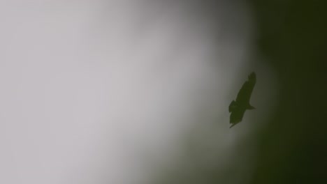 soaring gallinazo in flight over treetops under a cloudy sky, calm and solitary mood