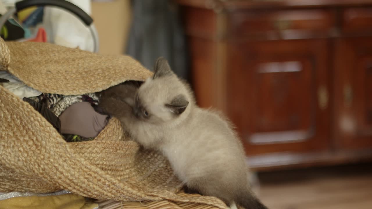 Un gattino piccolo e curioso cerca di tirare fuori un pezzo di stoffa da una borsa.