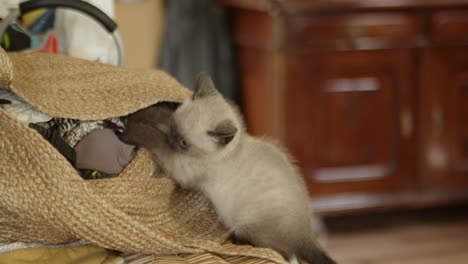 un pequeño gatito curioso intenta sacar un trozo de tela de una bolsa