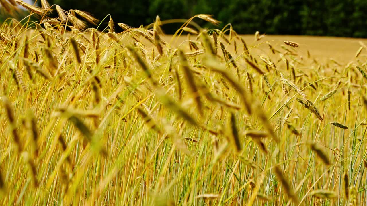 황금색 보리 이 밝은 여름 하늘 아래 흔들리고 잔잔한 초록색 나무가 배경입니다.