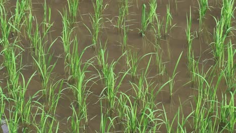 rice seedlings in a paddy field