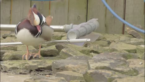 mandarin duck in breeze