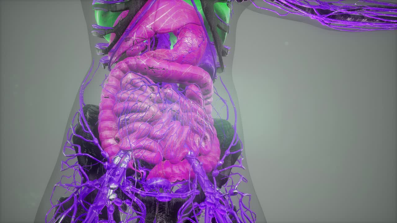 scansione tomografica anatomica del corpo umano