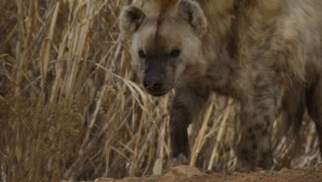 la hiena anciana caminando en cámara lenta lamiendo los labios - animal africano