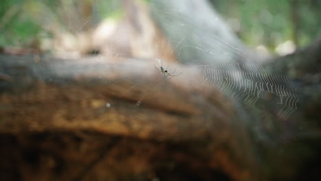 young weaver spider quietly waiting in it's web -close up