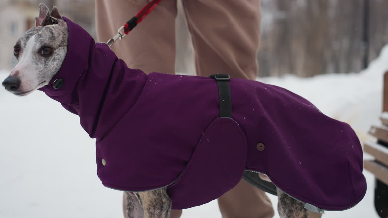 Dog in purple winter coat sniffing near bench during snowy walk, connected to red leash held by person in beige pants and black boots, surrounded by snow-covered park and trees in background