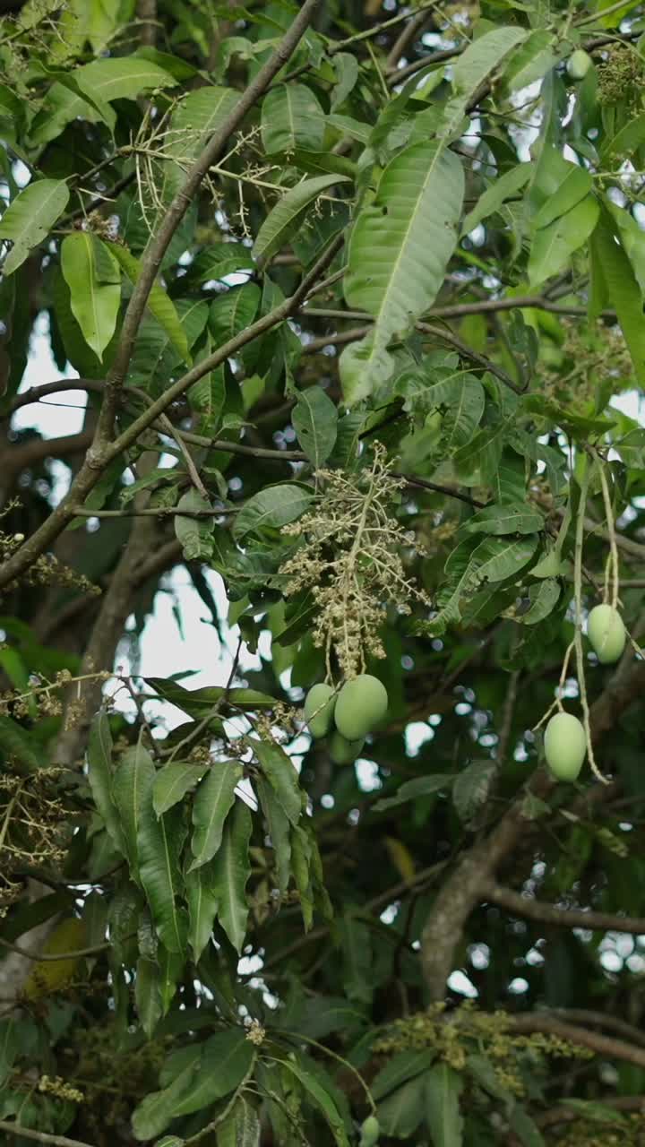 Albero di mango con frutti