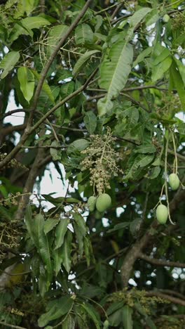 mango tree with fruits