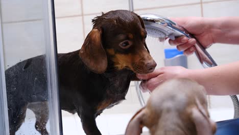 mujer lavando a su pequeño perro en el baño