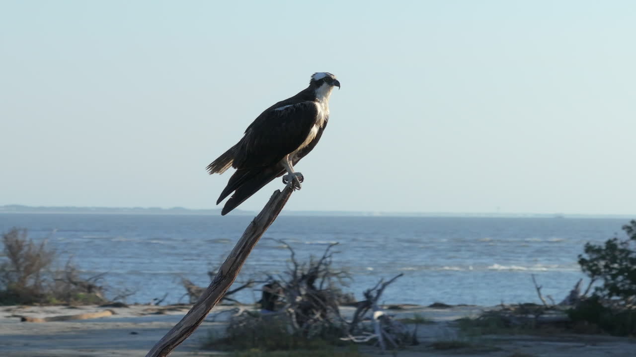 Ospreys Perched on Coastal Branches