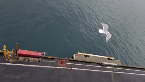 a pelican bird flies in slow motion over the sea near shipping dock