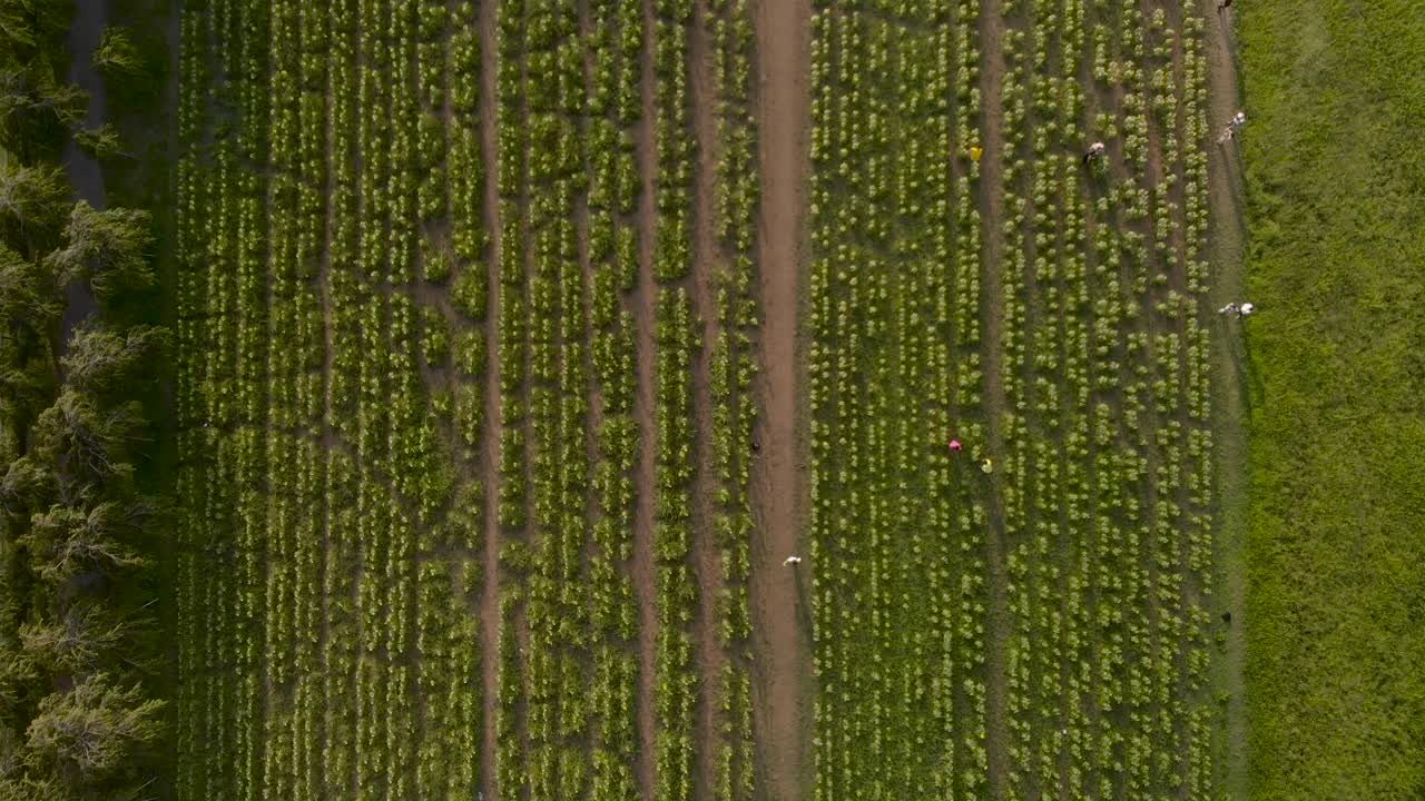 vuelo aéreo sobre los campos de girasoles con gente caminando en el medio, tomando fotografías