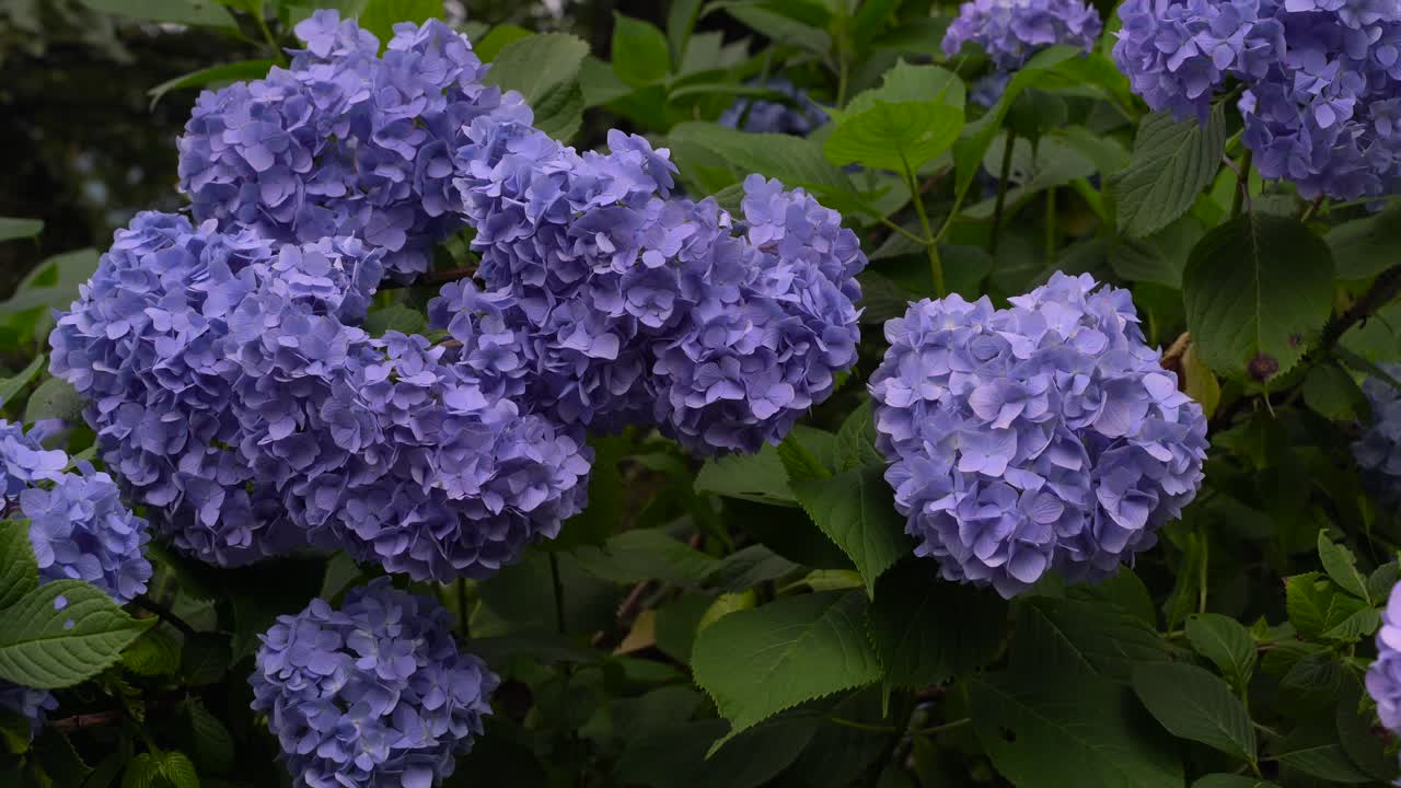 hermosas flores de hortensias moradas en plena floración - primer plano