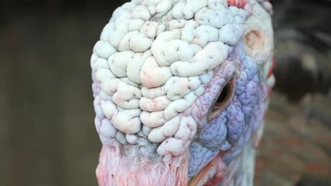 cerca de la cabeza de un pavo