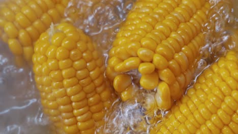 corn cobs in boiling hot water. maize has become a staple food in many parts of the world, with the total production of maize surpassing that of wheat or rice.