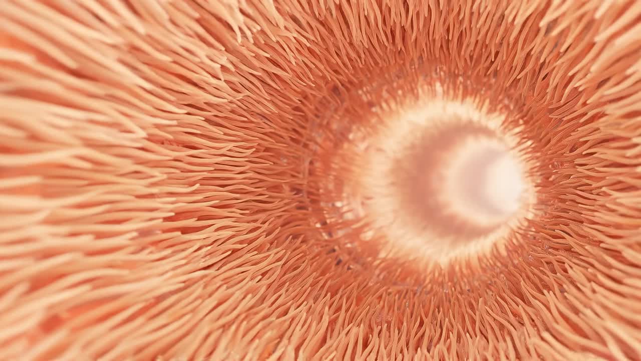 Extreme close up of organic tissue surface showing microscopic structure and biological texture in detail