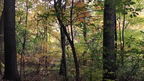 Gnarled-trees-in-Autumn,-push-in