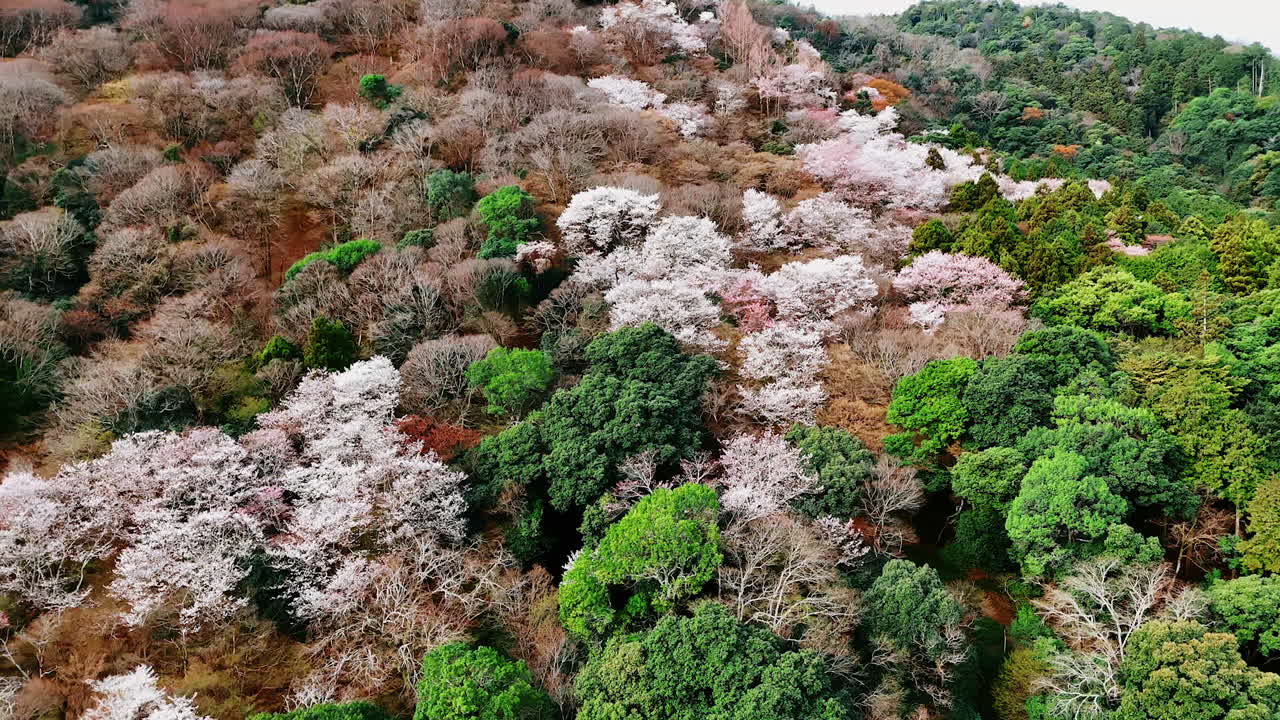 Green and dry trees in the forest covering the mountain. Aerial perspective on the nature of Kyoto, Japan.