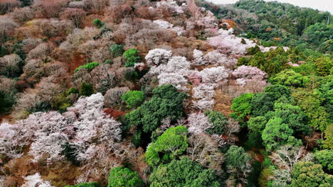 green and dry trees in the forest covering the mountain. aerial perspective on the nature of kyoto, japan.