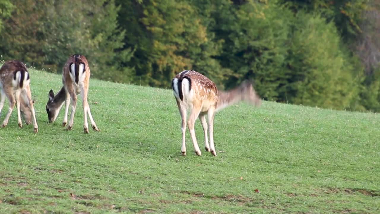 울창한 숲 초원에서 목격된 사슴