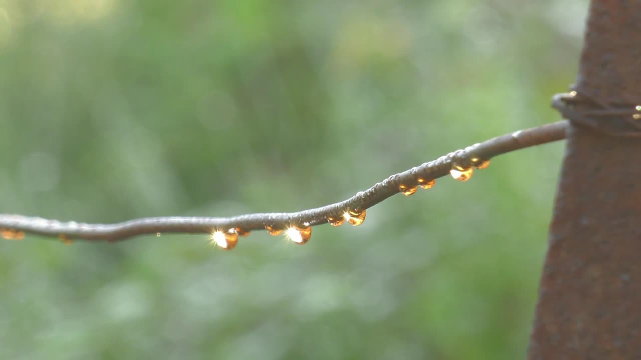 Dew drops on wire in morning sunlight, macro