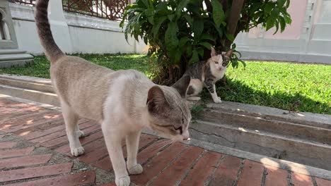 cat approaches, sniffs, and interacts with camera