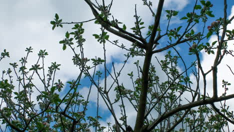 Beautiful-Spring-Apple-tree-flowers-blossom-timelapse,-close-up