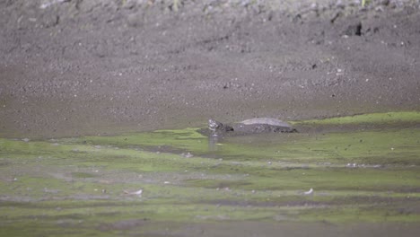 tortuga deslizante de orejas rojas caminando a través del barro espeso en el humedal de algas en florida