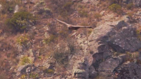 una foto amplia de un joven cóndor andino volando sobre un valle en busca de su próxima comida