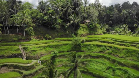 Aerial-View-Of-Tegalalang-Rice-Terraces-In-Gianyar,-Bali,-Indonesia