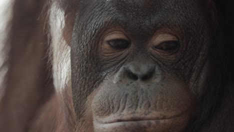 Ojos-De-Orangután-Mirando-A-La-Cámara