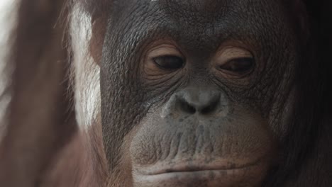 orangutan eyes starring into camera