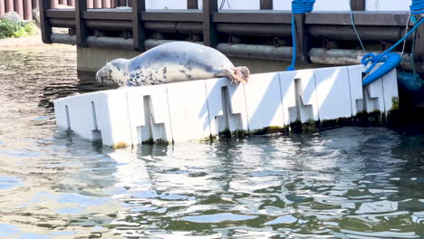 Seal-resting-on-a-floating-dock-by-the-water