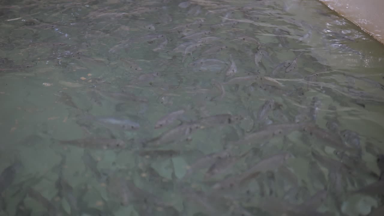 물고기는 바다 농업이나 수산업 기반의 재배에서 연못 바닥에서 헤엄  ⁇ 니다.