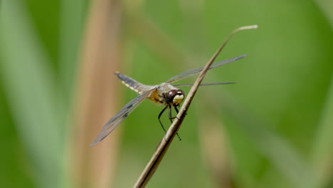 close up shot of dragonfly on culm of water plant on lake in summer,species