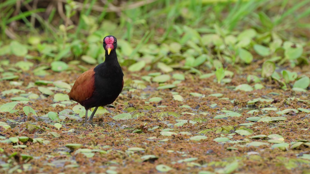A vibrant Jacana searches for food among floating leaves in a wetland. Perfect for wildlife documentaries and educational content about bird behavior.